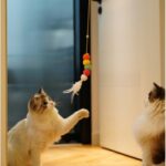 Elastik Yapışkanlı Kedi Oyun Oltası - Görsel 4